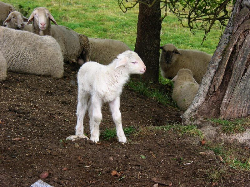 Das verlorene Schaf