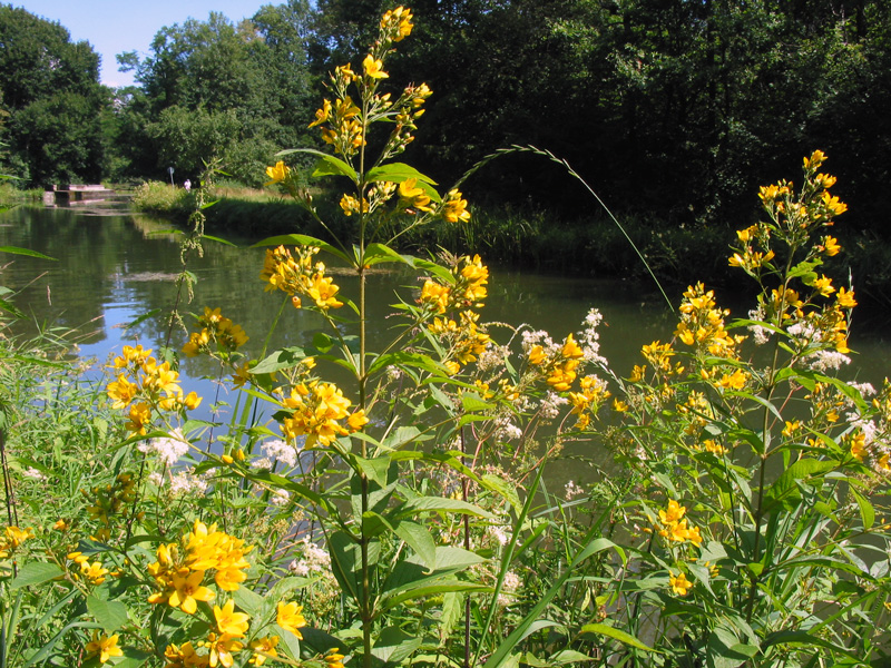 Brückkanal Blumen