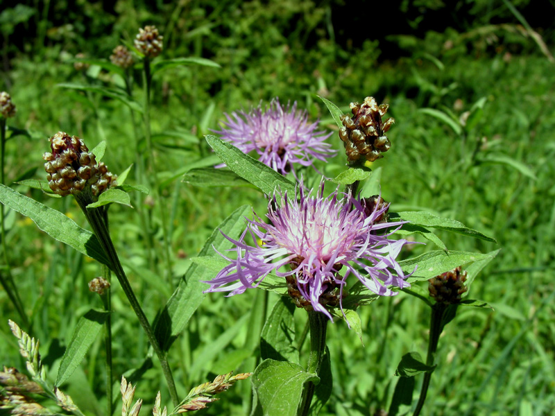 Distellochdamm - Kanalblumen