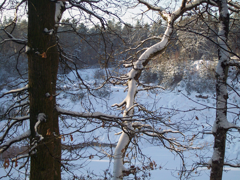 Hoffmansbrüche