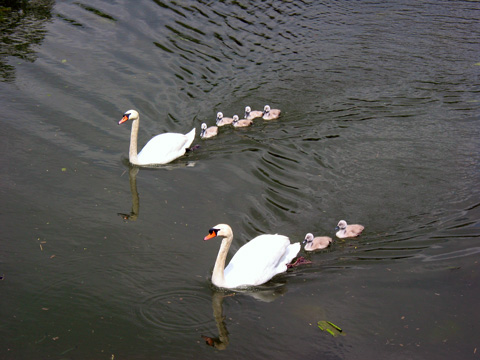 Hafen Kelheim