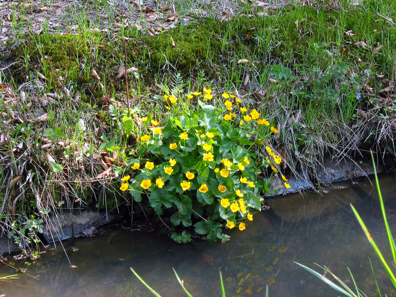 Kettenbach-Leitgraben