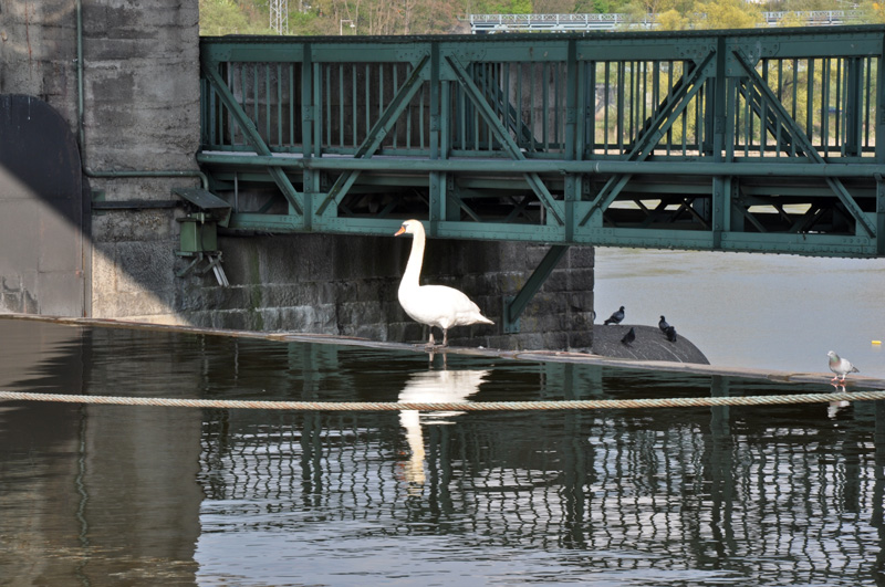 Donau - Kachlet-Staustufe