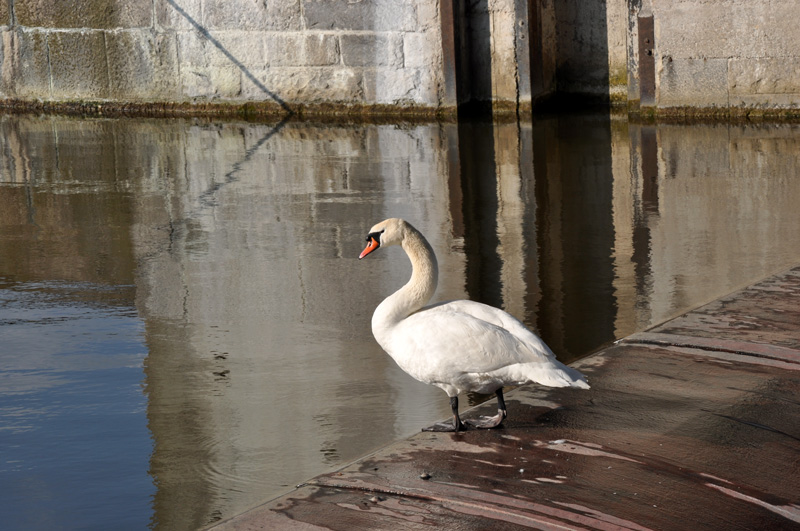 Donau - Kachlet-Staustufe