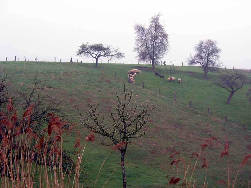 Treidelschiff Elfriede