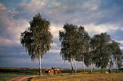 Ludwigskanal - Geschichte