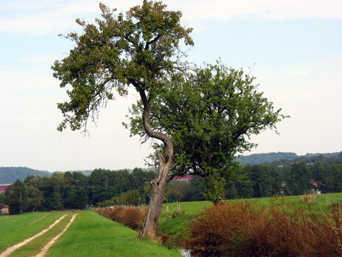 Pilsach-Leitgraben