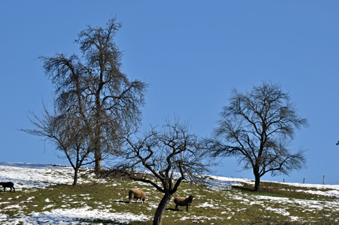 Schwarzenbachdamm