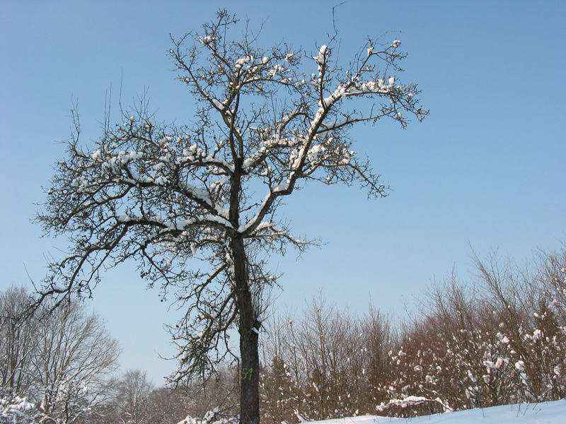 Schwarzenbachdamm