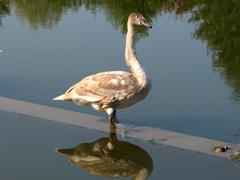 Main-Donau-Kanal - Altmühleinmündung