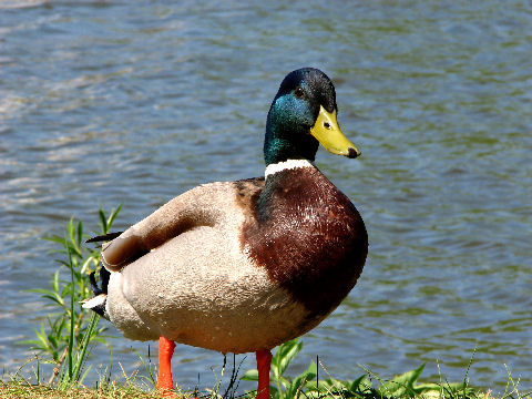 Main-Donau-Kanal - Schleuse Dietfurt - Bereich Beilngries-Yachthafen