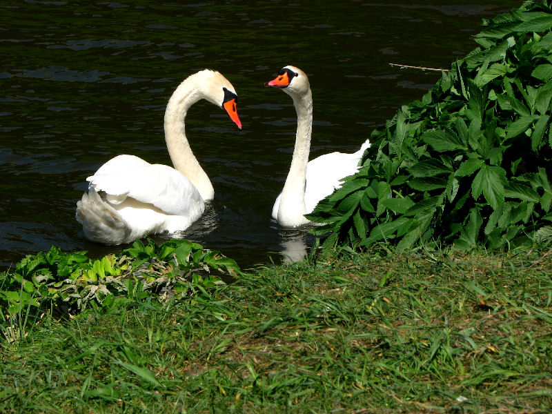 Main-Donau-Kanal - Schleuse Dietfurt - Bereich Beilngries-Yachthafen