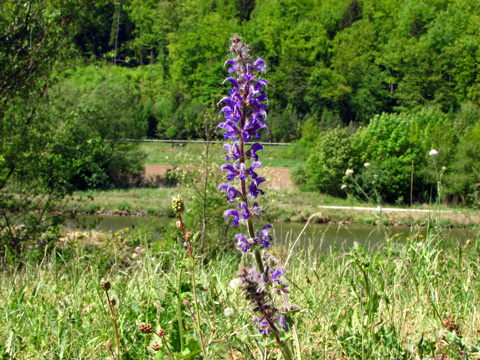 Main-Donau-Kanal - Schleuse Dietfurt - Bereich Beilngries-Gösselthal