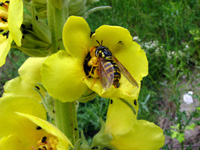 Main-Donau-Kanal - Schleuse Erlangen