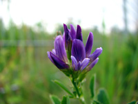 Main-Donau-Kanal - Schleuse Erlangen