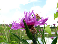 Main-Donau-Kanal - Schleuse Erlangen