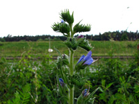 Main-Donau-Kanal - Schleuse Erlangen