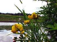 Main-Donau-Kanal - Schleuse Erlangen