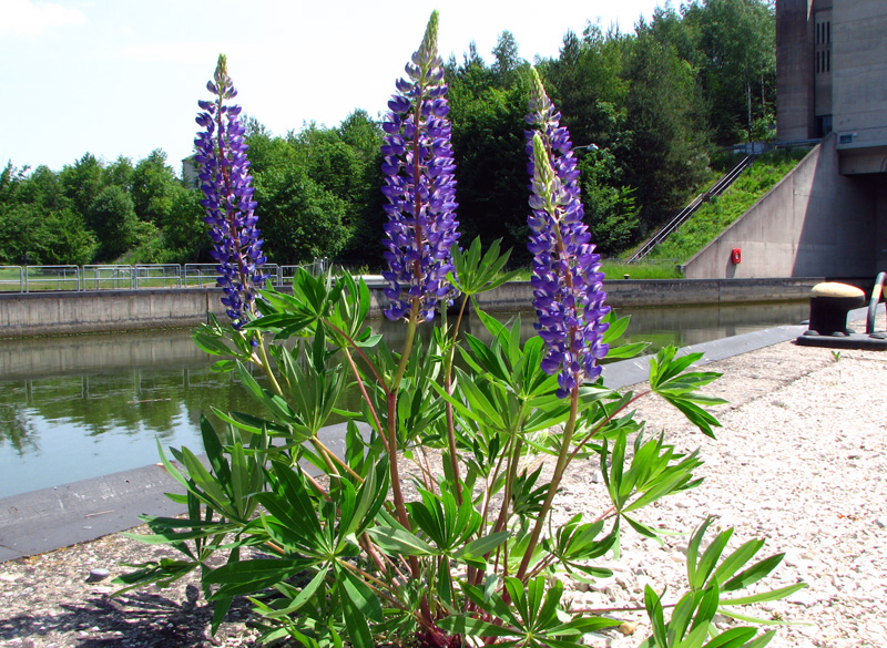 Main-Donau-Kanal - Schleuse Leerstetten