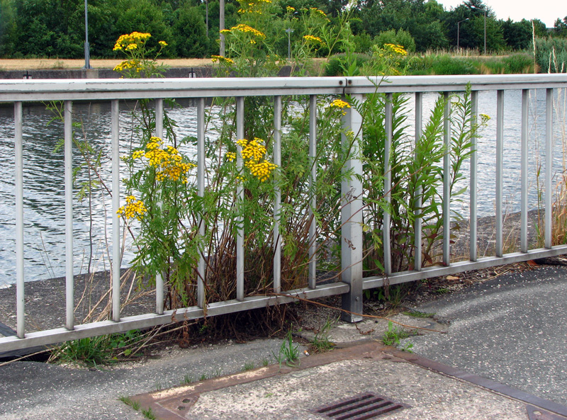 Rednitzbrücke Fürth