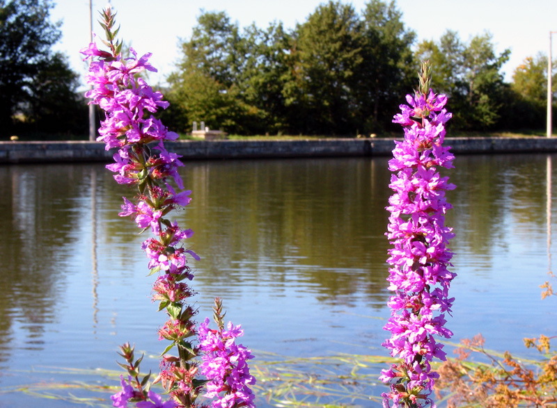 Main-Donau-Kanal - Schleuse Strullendorf