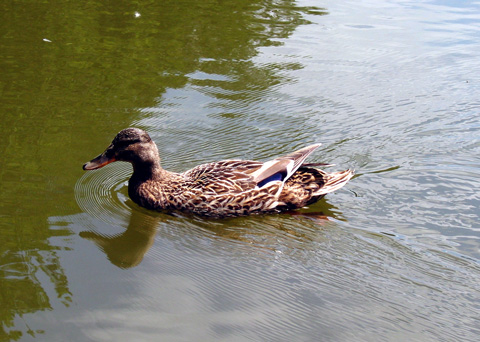 Schleuse 35 - Ente