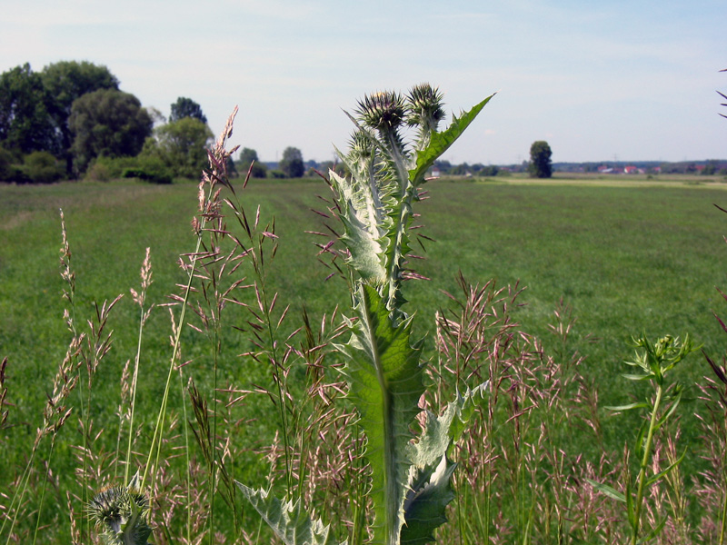 Baiersdorf