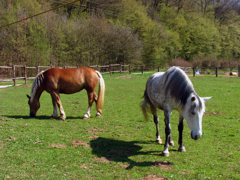 Gnadenberg