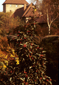 Nürnberg - Stadtmauer