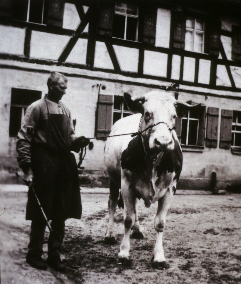 Worzeldorf - Schwarzer Adler