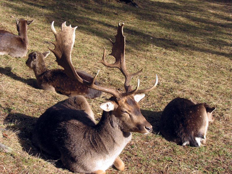 Tiere an der Krippe