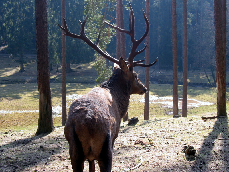 Strassenkrippe - Wie der Hirsch schreit nach frischem Wasser