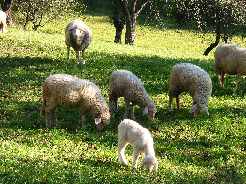 Street Nativity Scene - The Parable of the Lost Sheep